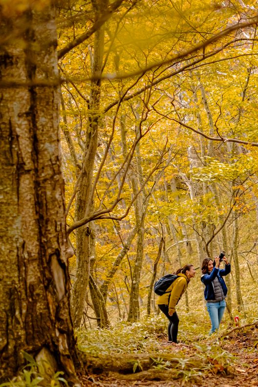 Two women hiking in the forest during autumn.