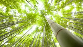 Bamboo tree in Utsunomiya