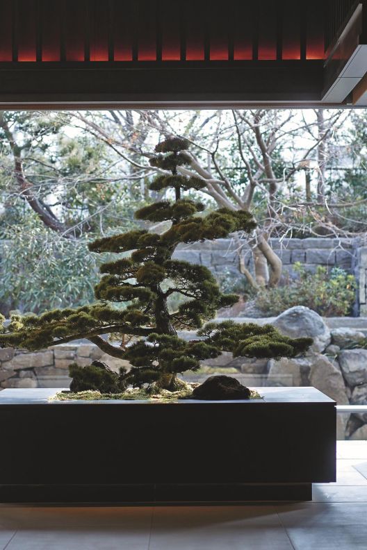 Large indoor bonsai tree in front of large glass windows showcasing garden. 