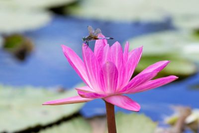 Close up of lily pad with dragon fly