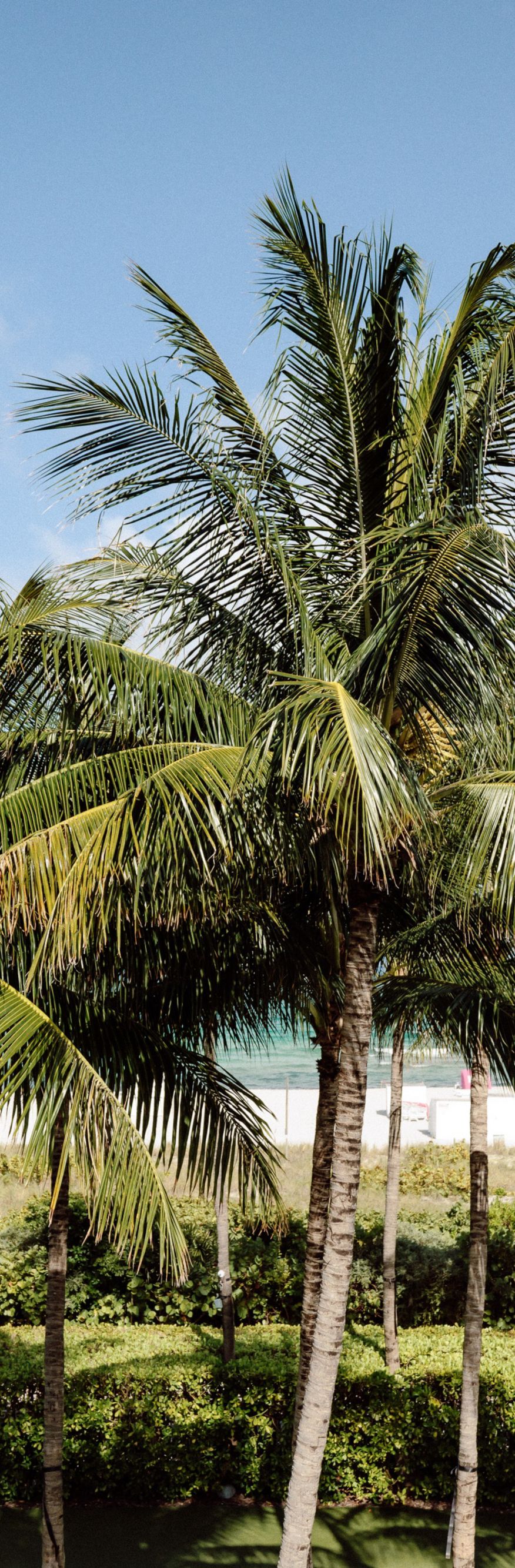 Palm trees around a lawn in the daytime.