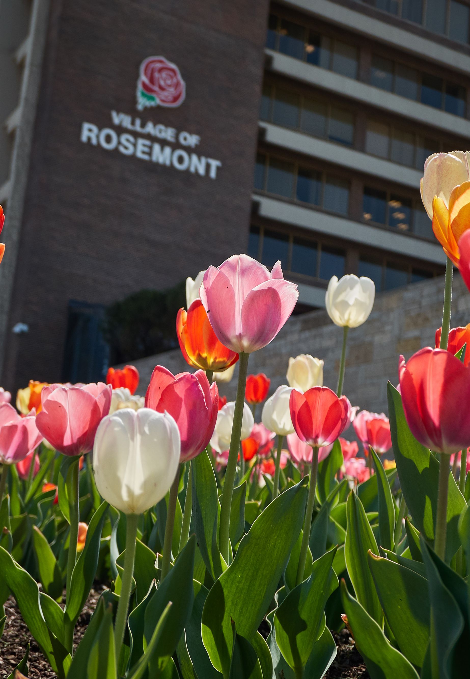 Rosemont Meeting Venue | Wedding Venue | The Westin O'Hare Airport