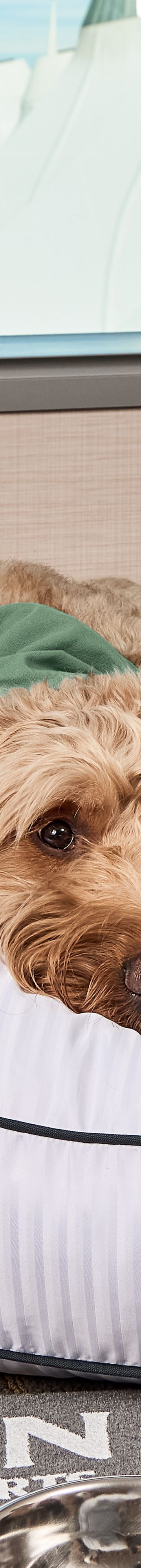 Heavenly Dog Bed 27185