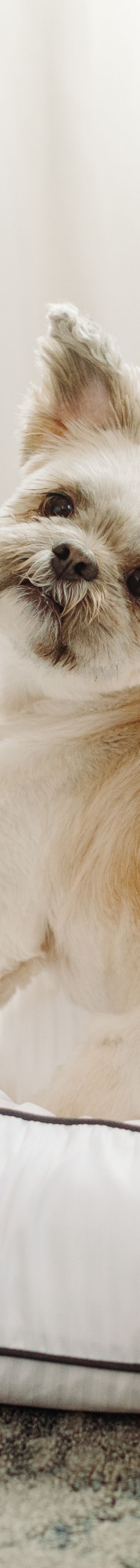 Dog-Friendly Hotel-28458