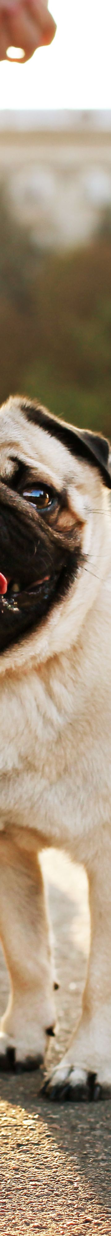 Pet friendly pug 20334