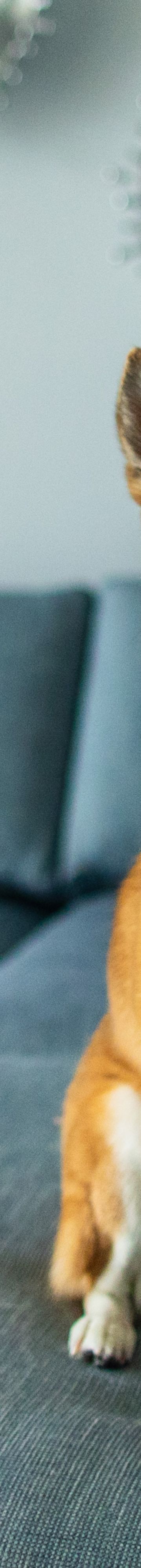 pet-friendly-resort-42417