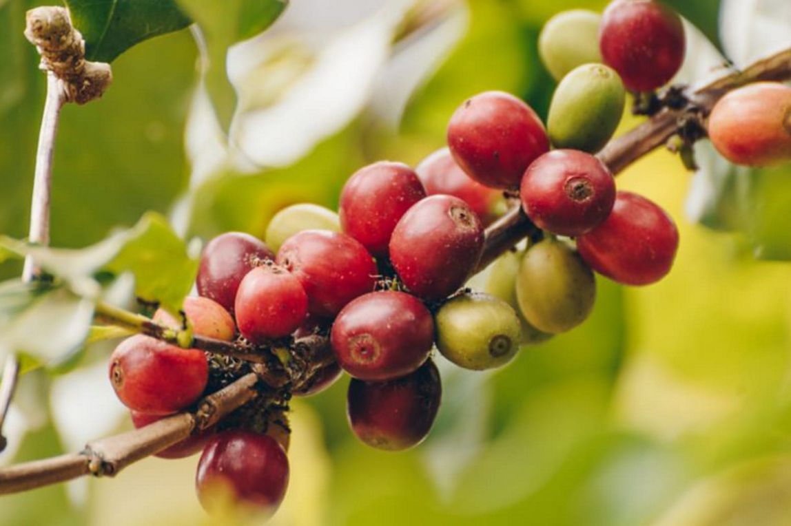 La qualité du grain fait celle du café