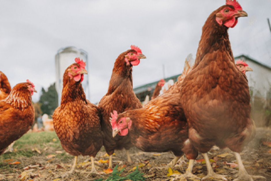 Eine Gruppe Hühner in Freilandhaltung