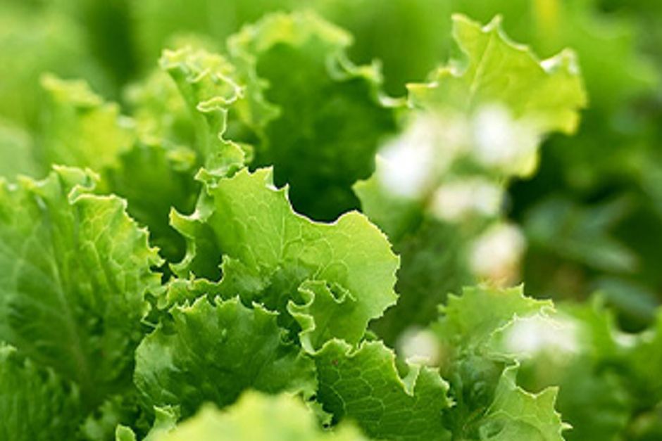 Bild eines Salatkopfes