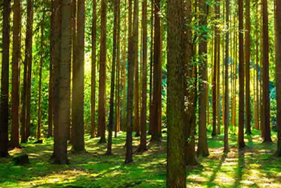 Bild eines Waldes bei sonnigem Wetter