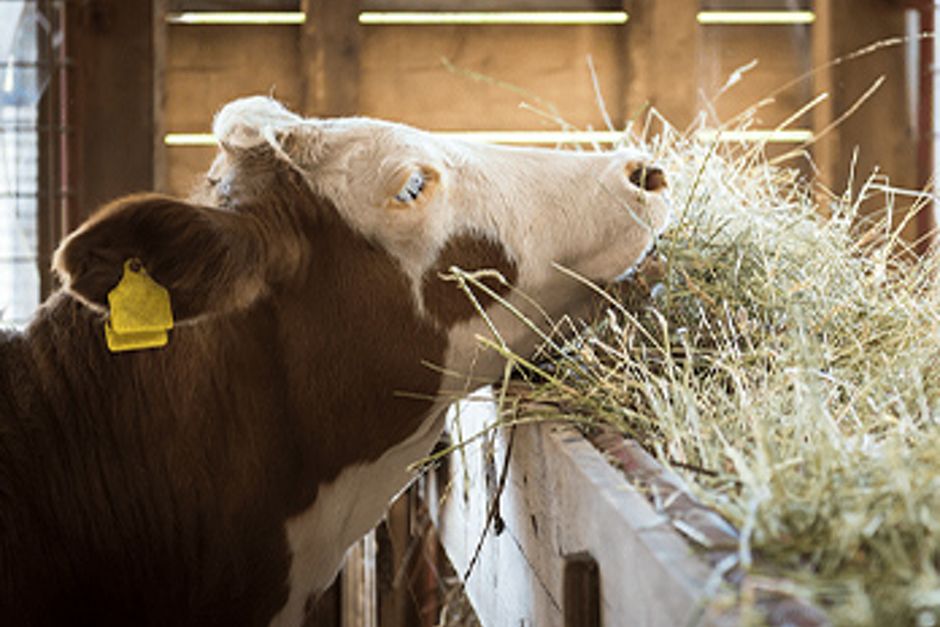 Eine Kuh, die im Stall Heu frisst