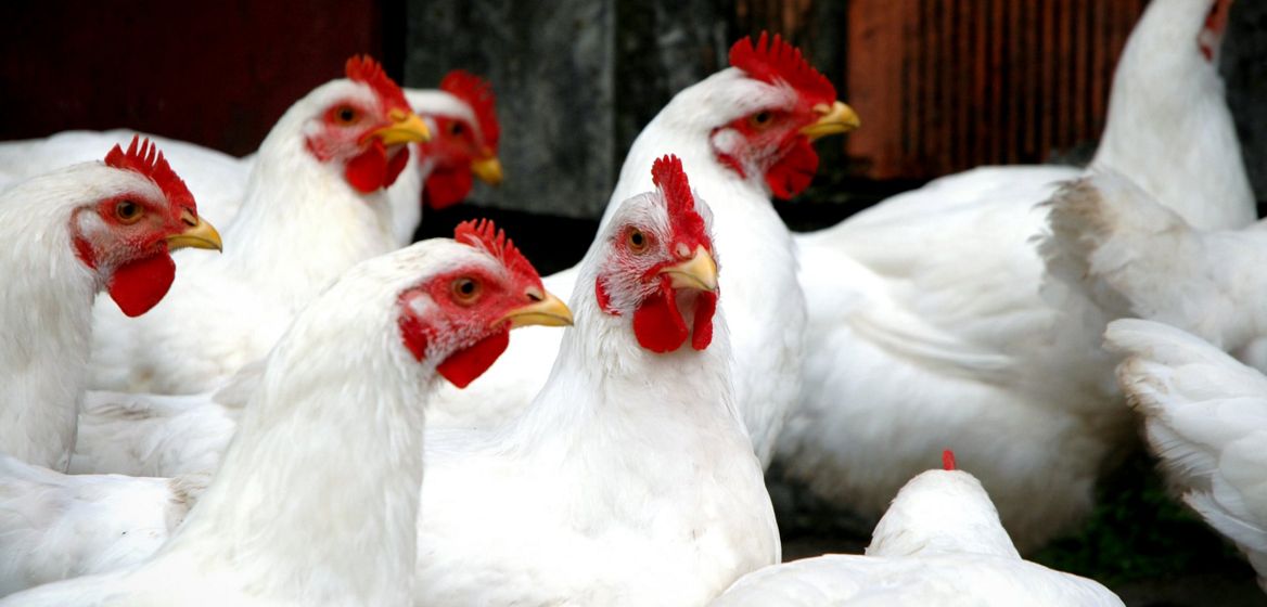 Several white chickens