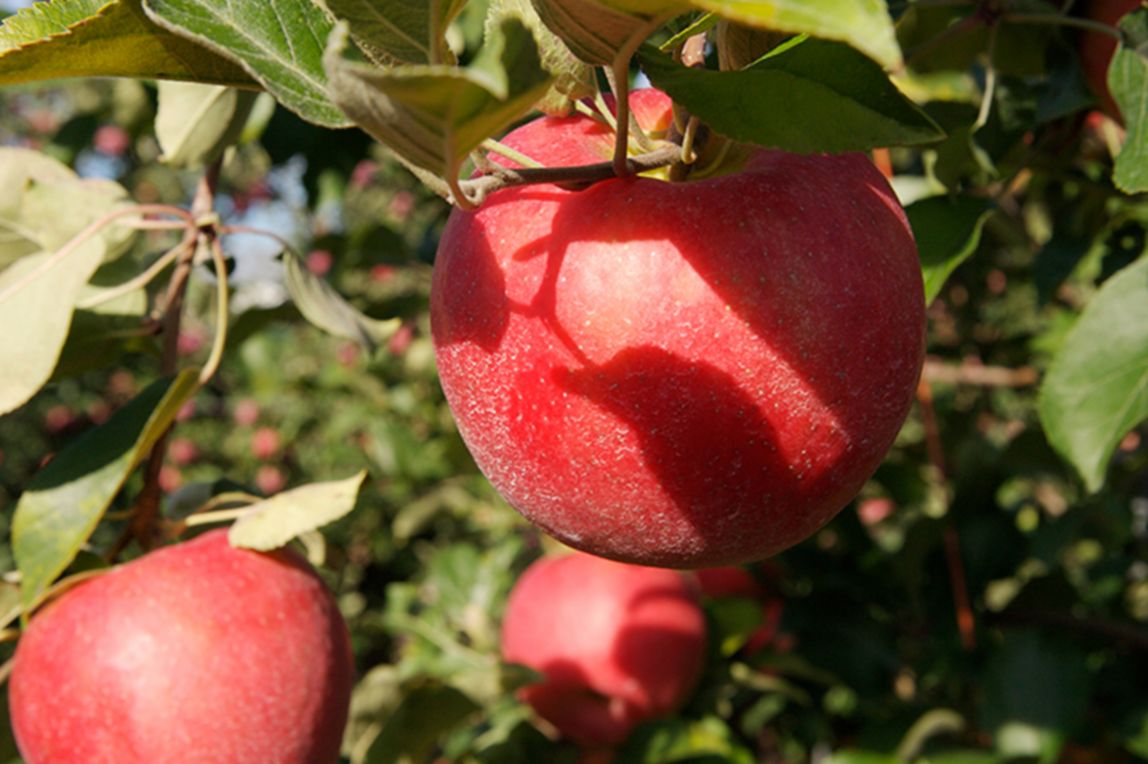 learn more about an apple farmer, mike dietrich