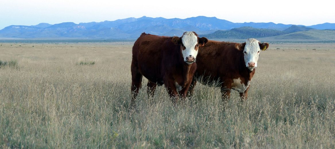 Cattle in grasslands 