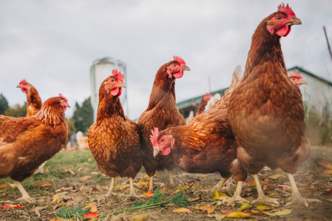 Hühner auf der Wiese