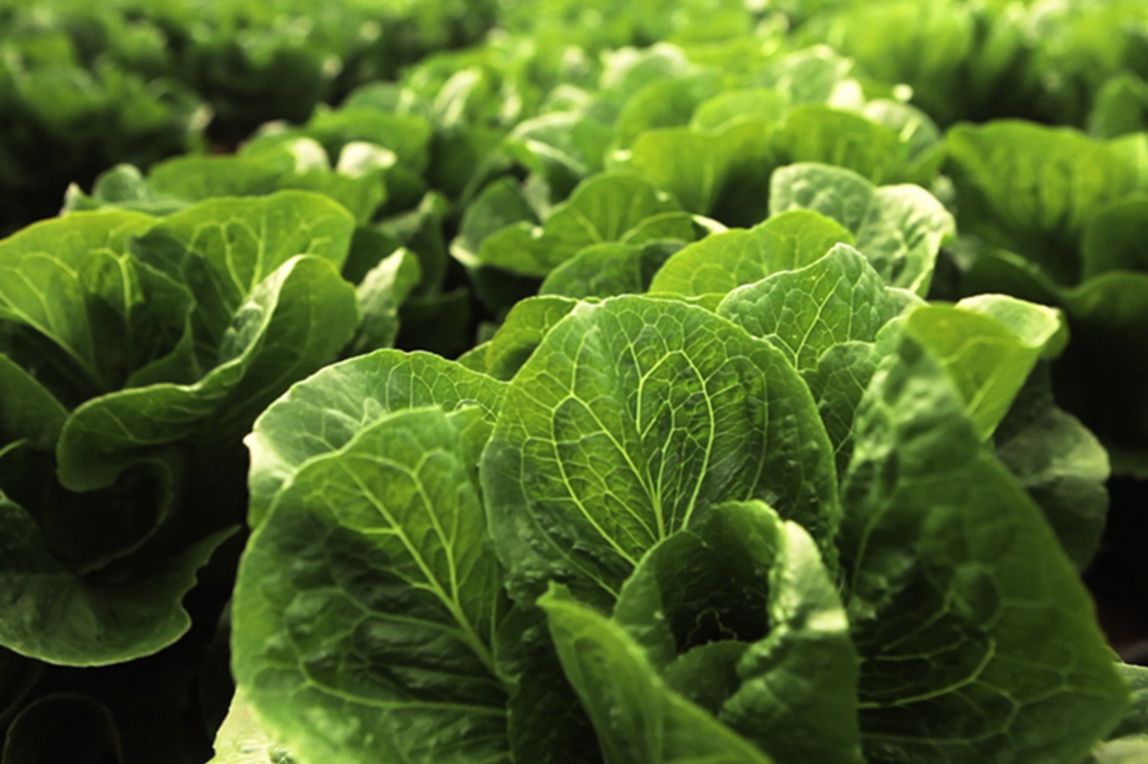 learn more about a lettuce farmer, dirk giannini
