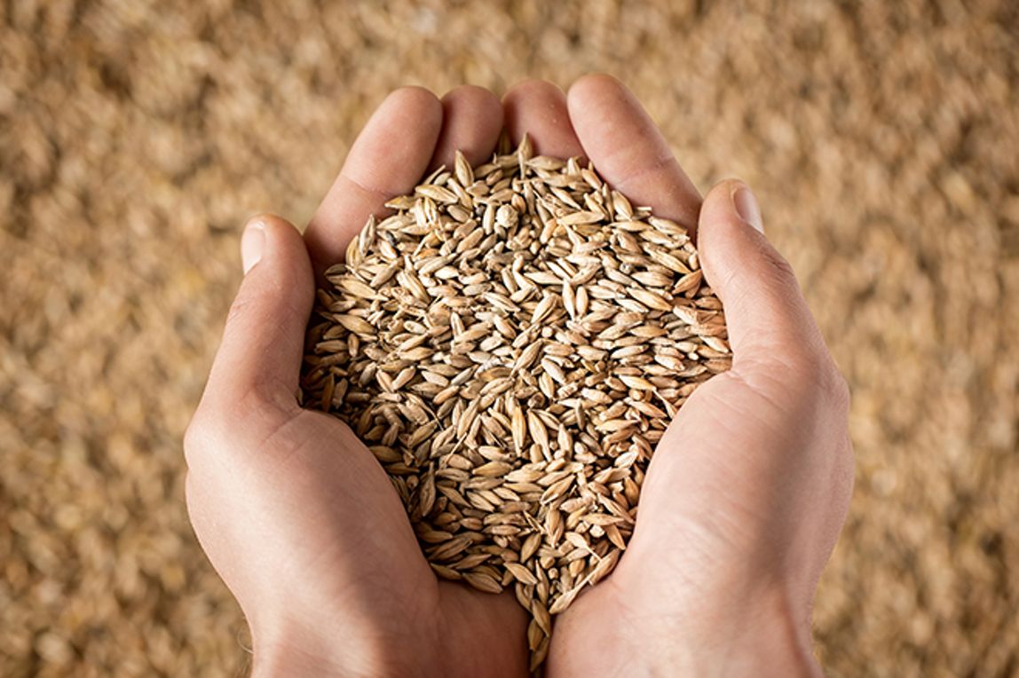 Ein Mitarbeiter prüft die Qualität des Weizens, indem er eine Handvoll Körner genauer unter die Lupe nimmt.