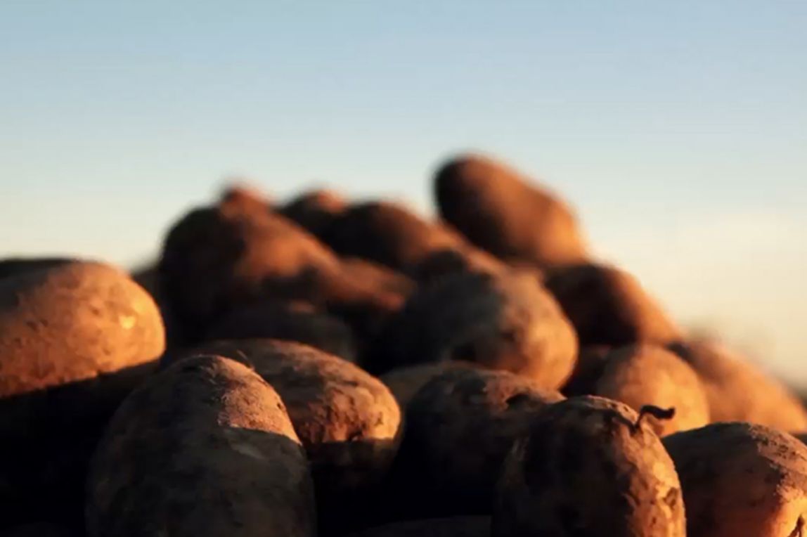 learn more about a potato farmer, jenn bunger