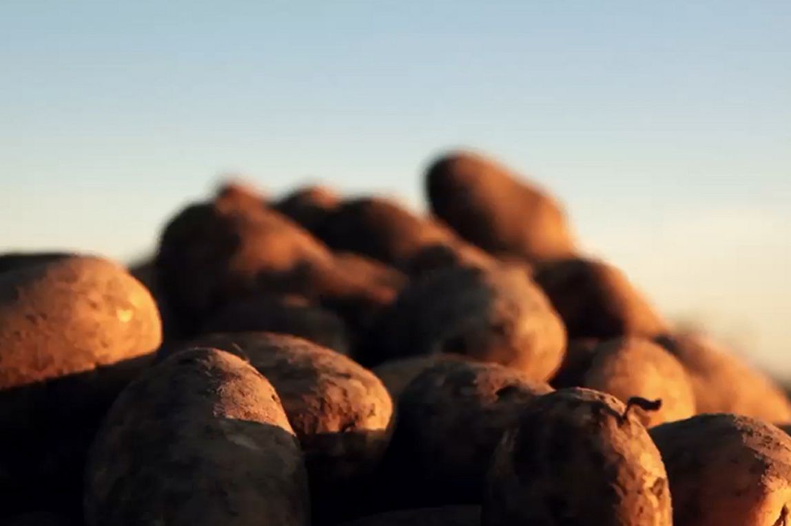 learn more about a potato farmer, jenn bunger