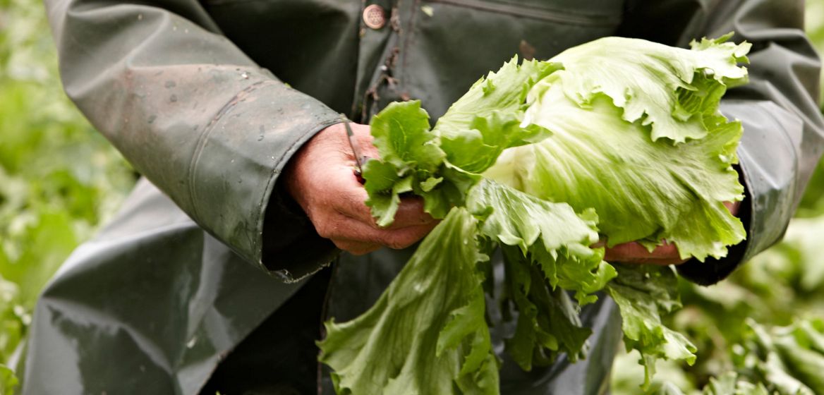 farm worker holding lettuce