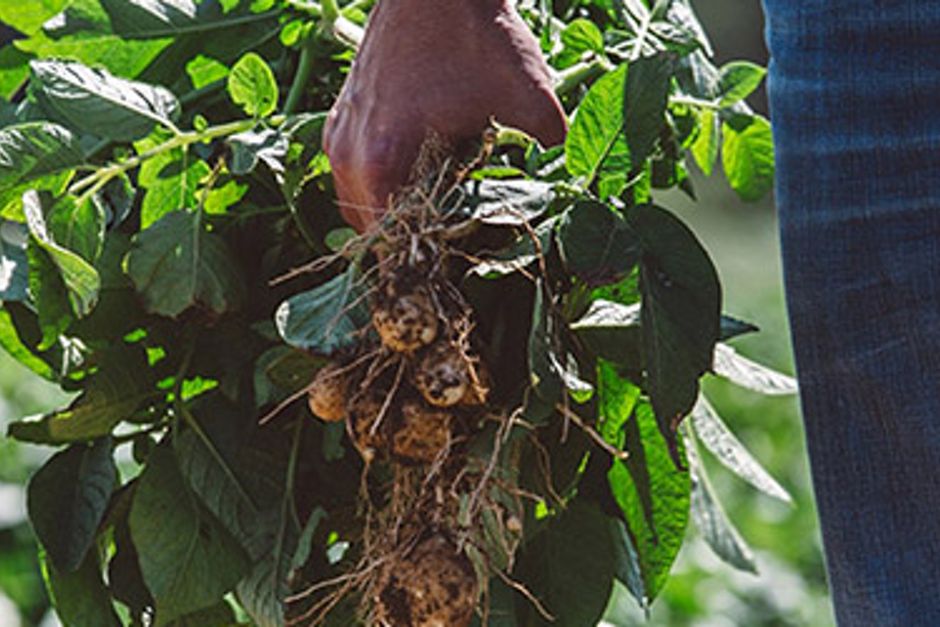 A person holding a tuft of freshly dug potatoes