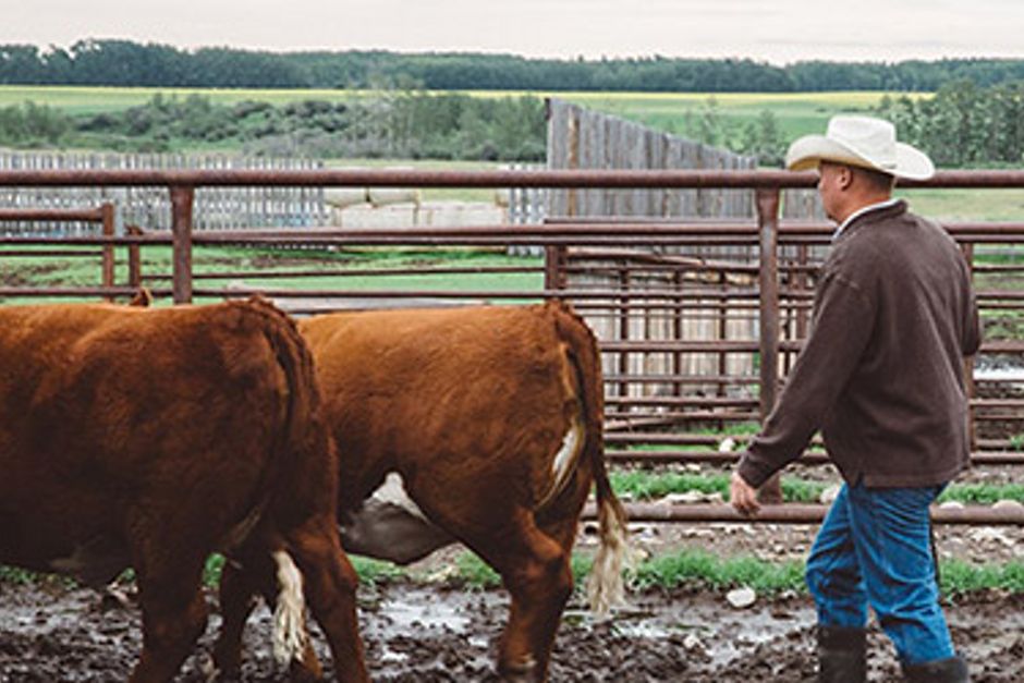 Two cows being herded into a pen by a farmer