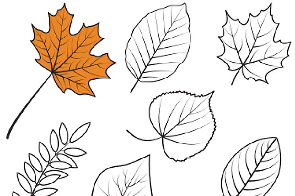 Multiple different leaves to be coloured in.