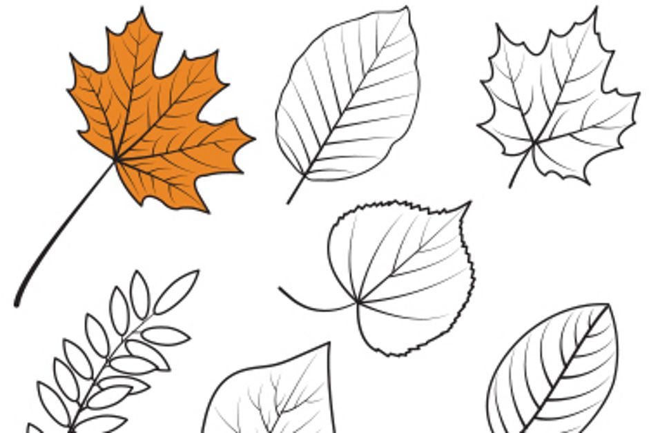 Multiple different leaves to be coloured in.