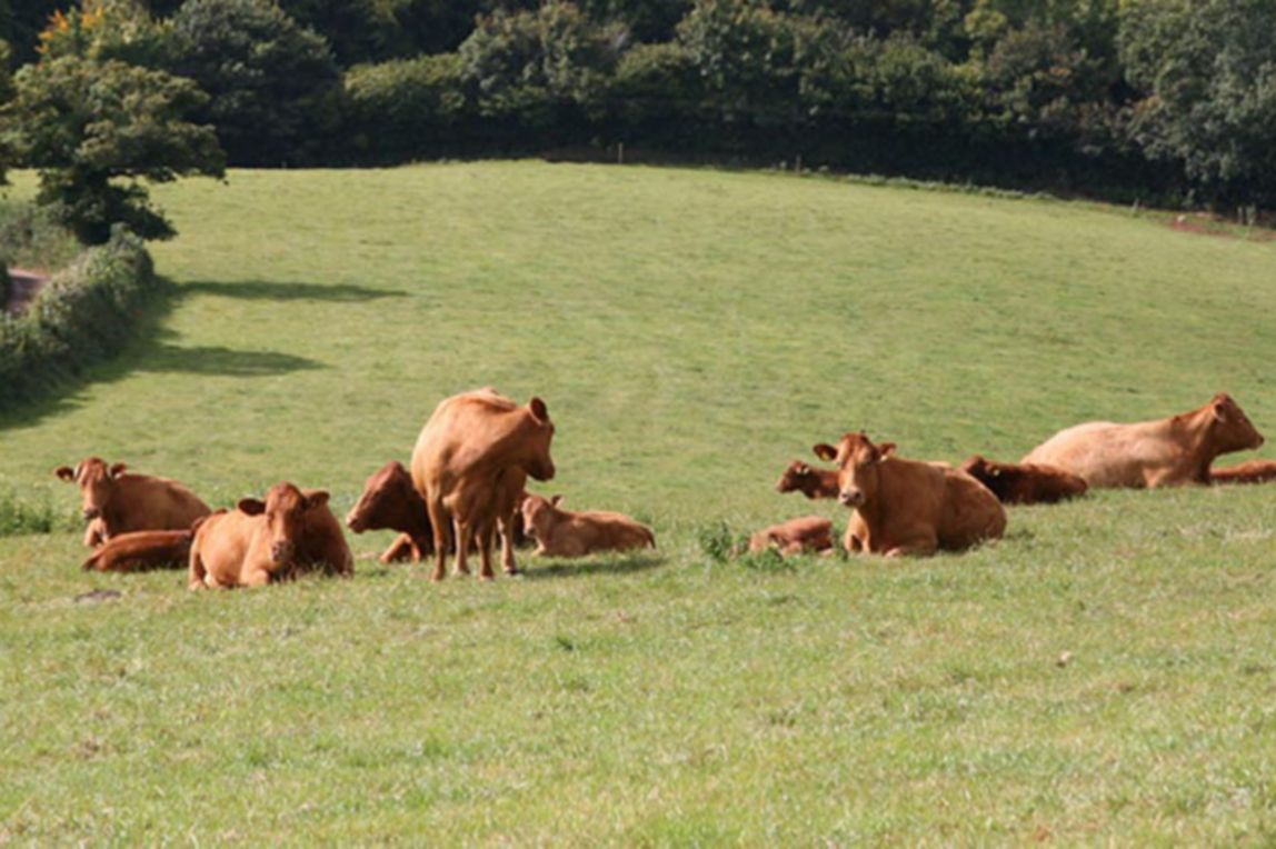 Image of cows in a field. 