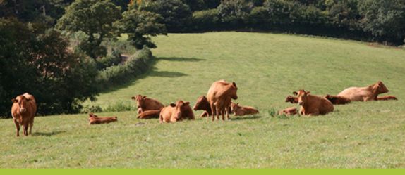 Herd of cows in a green field. 