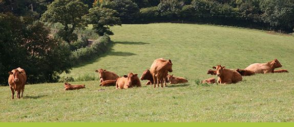 Herd of cows in a green field. 
