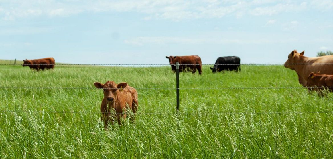 cattle grazing in field