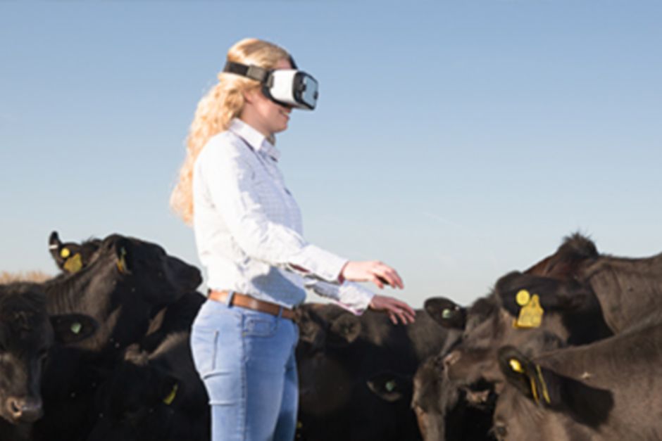 Female farmer using a VR headset with a herd of cows.