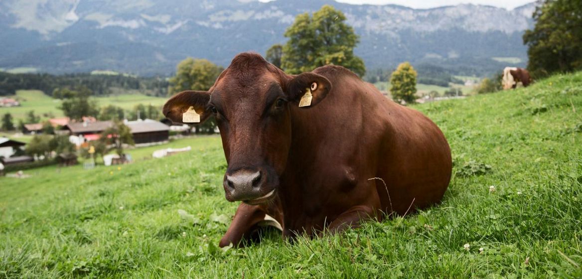 A cow grazing in a field