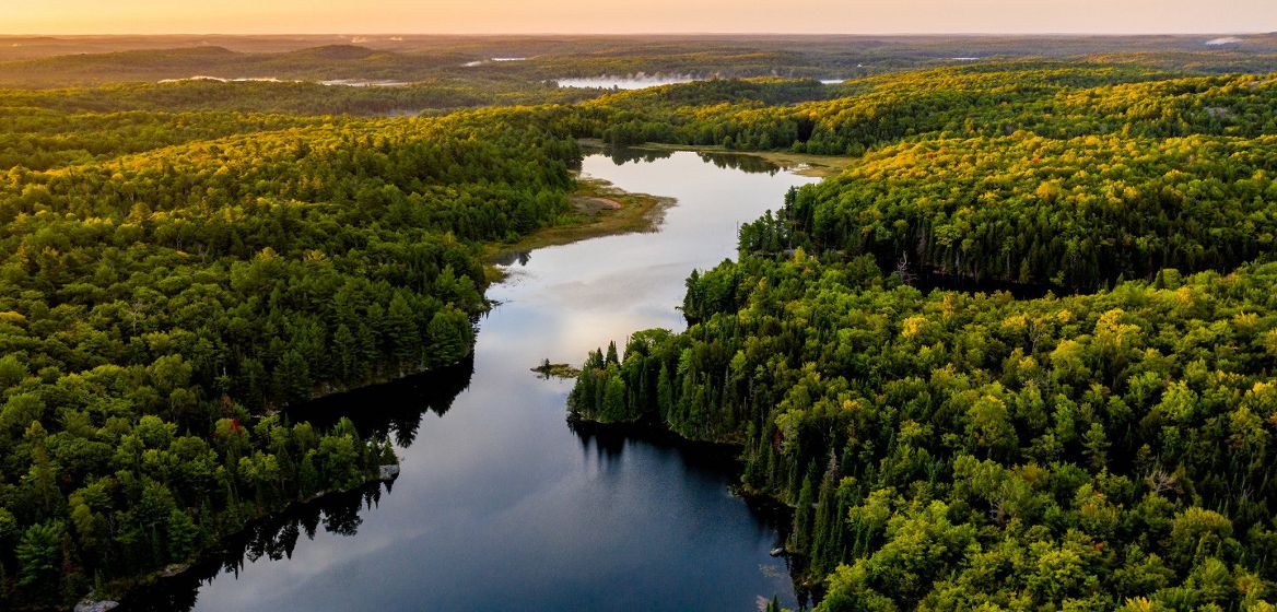 Forest with a river running through it