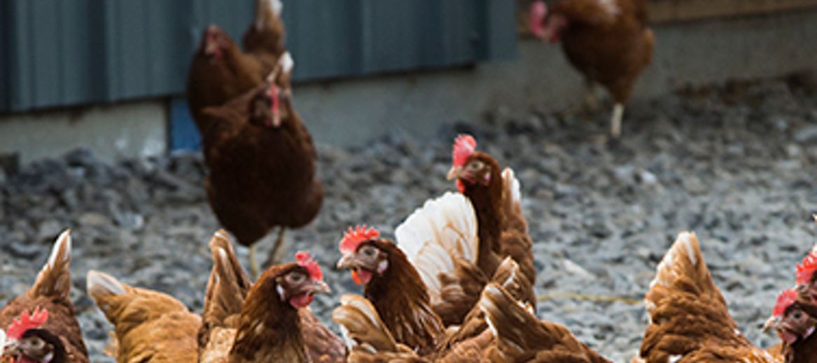 Chickens outdoors