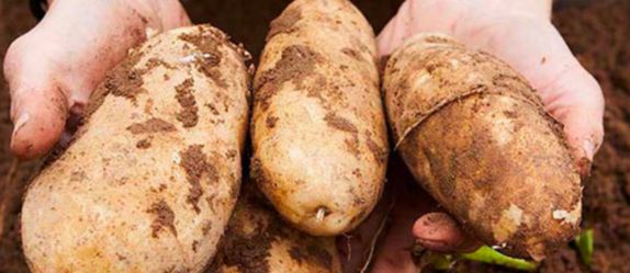 Hands holding three potatoes.