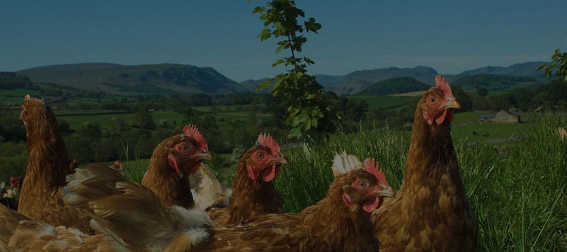 Chickens in a field