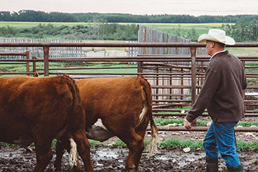 Two cows being herded into a pen by a farmer