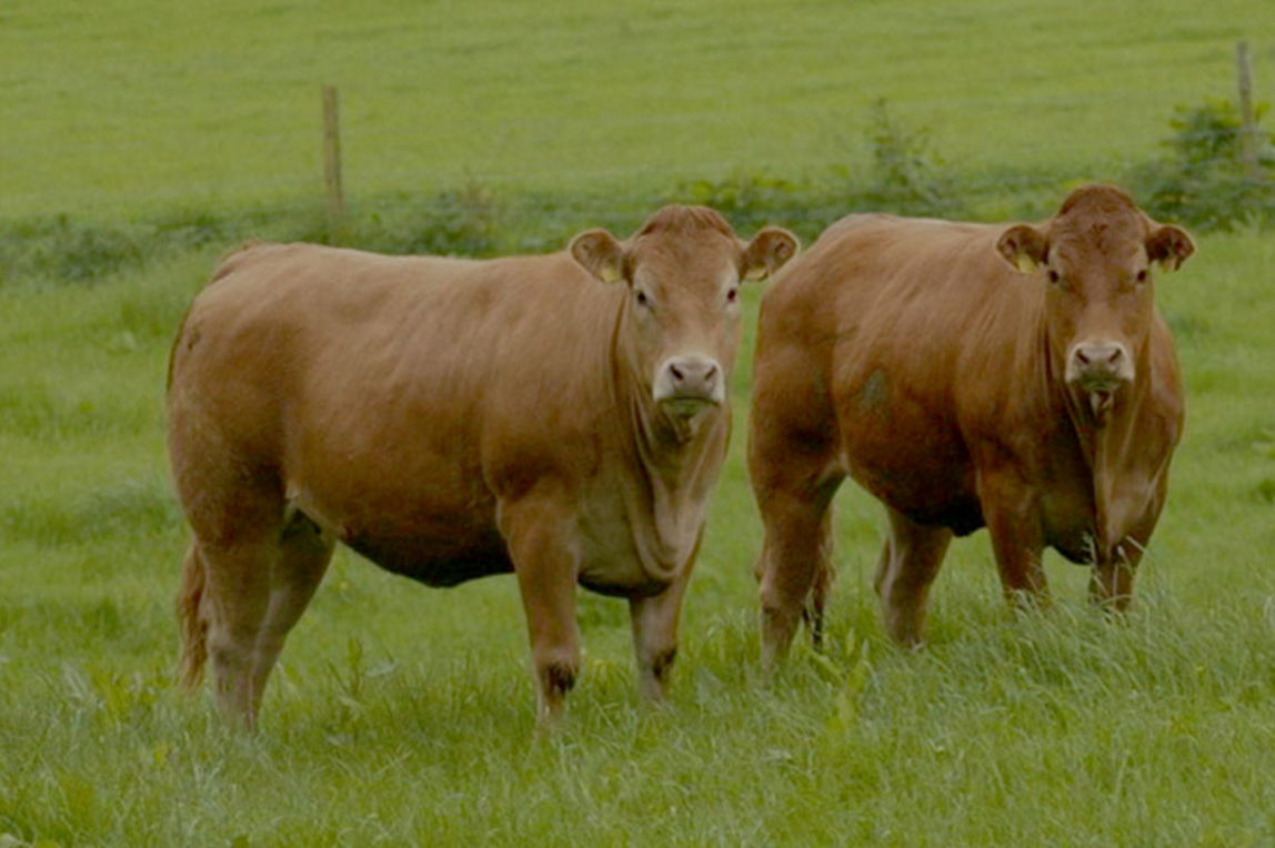 Three cows pictured in a field.