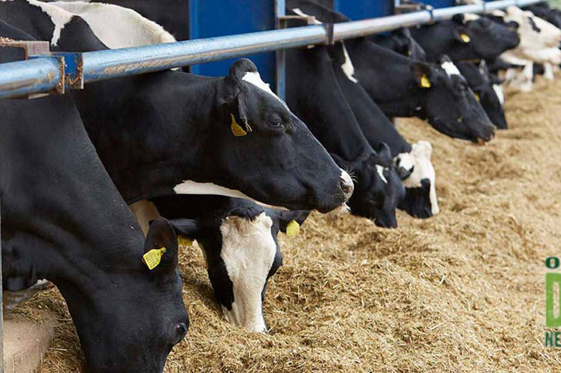 Row of cows eating hay with the organic dairy network logo.