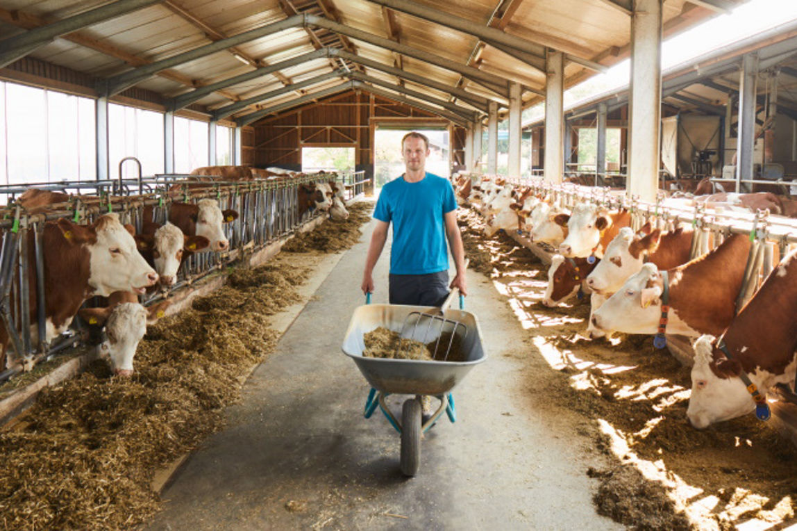 Landwirt schiebt Schubkarren durch Kuhstall