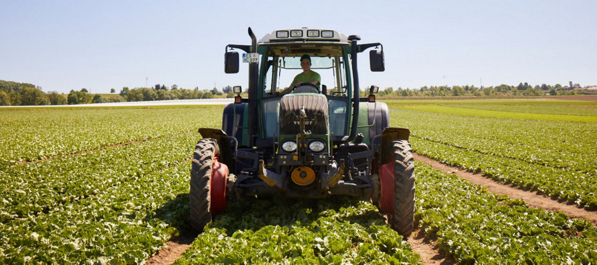 Landwirt fährt im Traktor über ein Salatfeld