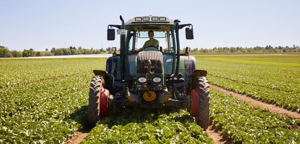 Ein Traktor fährt über ein Salatfeld