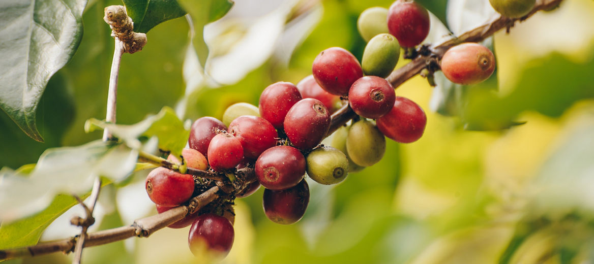 La qualité du grain fait celle du café