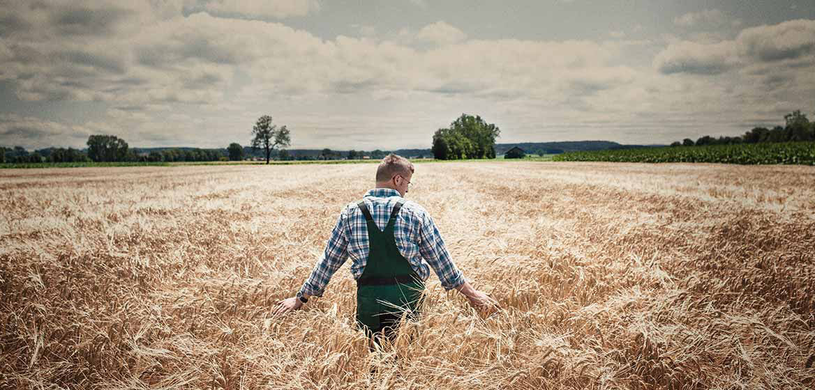 Ein Landwirt prüft das Getreide auf dem Feld 
