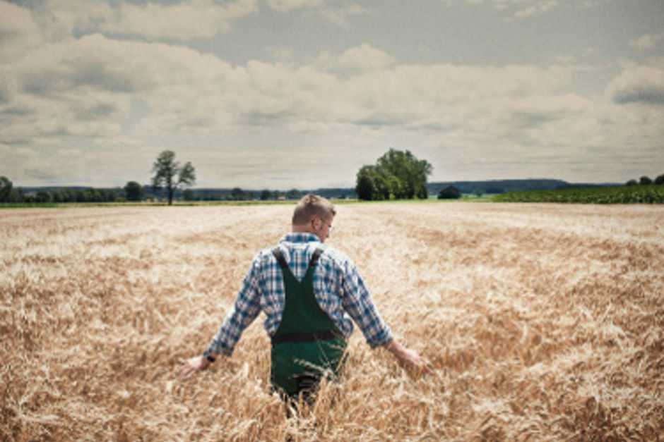 Ein Landwirt prüft den Saat-Weizen auf einem Feld