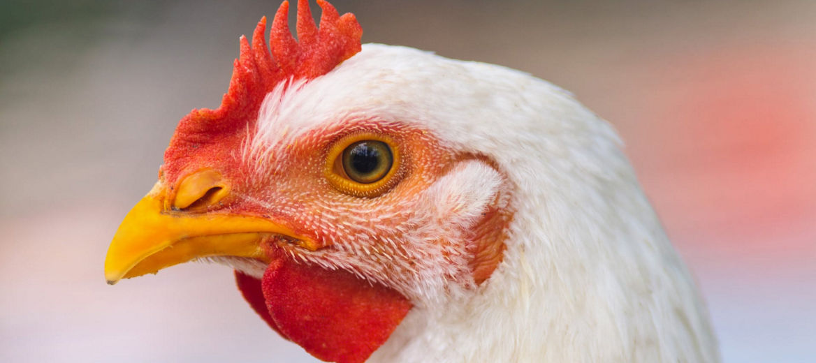 Broiler chicken