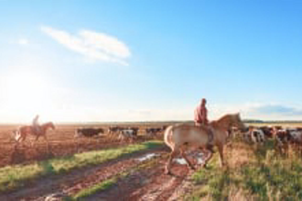 Rancher on a horse moving cows across a field