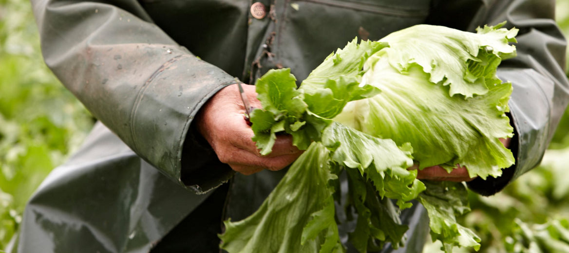 farm worker holding lettuce